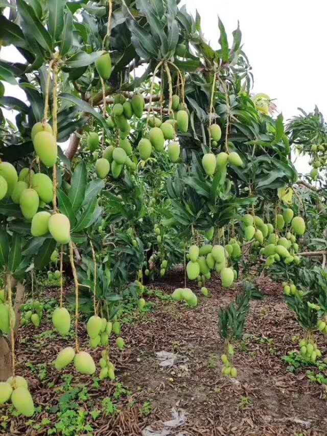  百色現代農業發展規劃的背景分析