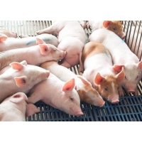 養(yǎng)豬場(chǎng)需要辦理水土保持方案嗎_廣西水土保持方案編制單位